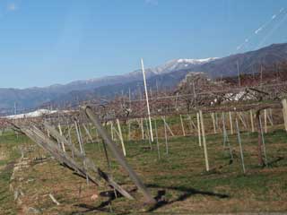 金子力とその仲間たち☆chikara kaneko