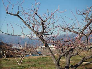 金子力とその仲間たち☆chikara kaneko