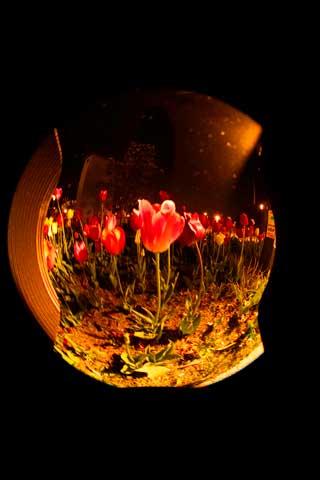 金子力とその仲間たち☆chikara kaneko