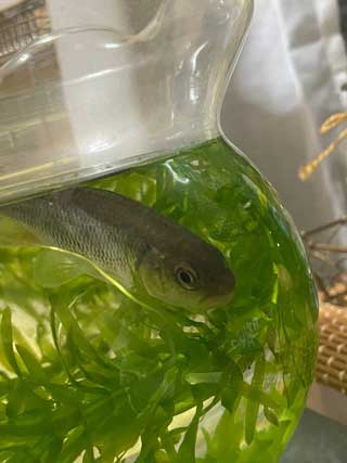 金子力とその仲間たち☆chikara kaneko