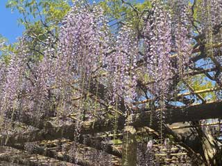 金子力とその仲間たち☆chikara kaneko