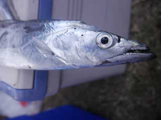 イベントLINE友達仲間飲み会オフ会横浜・東京社会人サークル交流パーティ