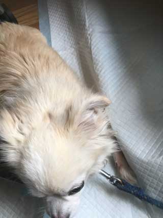 愛犬ロングコートチワワのくぅー☆ちゃん☆