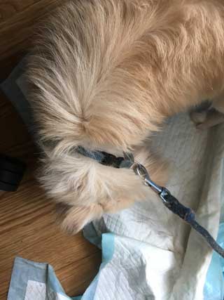 愛犬ロングコートチワワのくぅー☆ちゃん☆