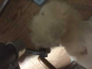 愛犬ロングコートチワワのくぅー☆ちゃん☆