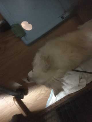 愛犬ロングコートチワワのくぅー☆ちゃん☆