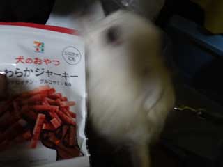 愛犬ロングコートチワワのくぅー☆ちゃん☆