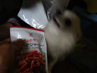 愛犬ロングコートチワワのくぅー☆ちゃん☆