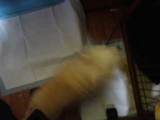 愛犬ロングコートチワワのくぅー☆ちゃん☆