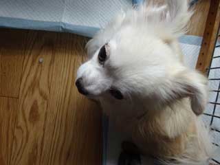 愛犬ロングコートチワワのくぅー☆ちゃん☆