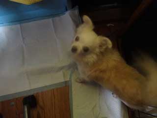 愛犬ロングコートチワワのくぅー☆ちゃん☆