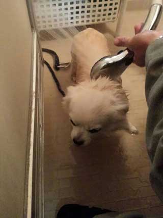 愛犬ロングコートチワワのくぅー☆ちゃん☆