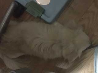 愛犬ロングコートチワワのくぅー☆ちゃん☆