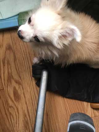 愛犬ロングコートチワワのくぅー☆ちゃん☆