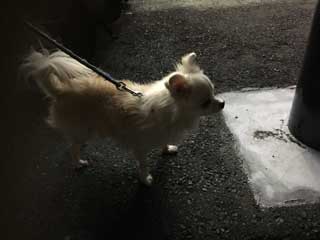 愛犬ロングコートチワワのくぅー☆ちゃん☆