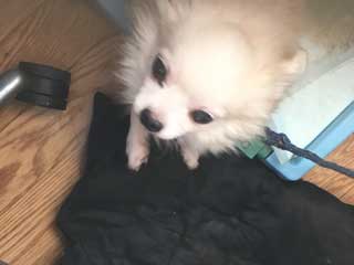 愛犬ロングコートチワワのくぅー☆ちゃん☆