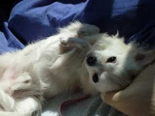 愛犬ロングコートチワワのくぅー☆ちゃん☆