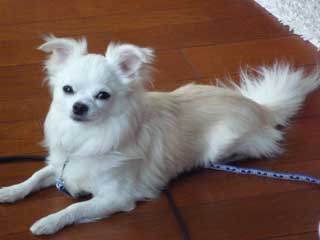 愛犬ロングコートチワワのくぅー☆ちゃん☆