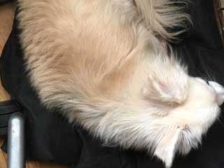 愛犬ロングコートチワワのくぅー☆ちゃん☆