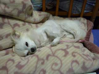 愛犬ロングコートチワワのくぅー☆ちゃん☆