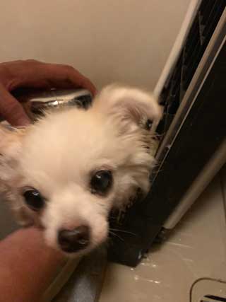 愛犬ロングコートチワワのくぅー☆ちゃん☆