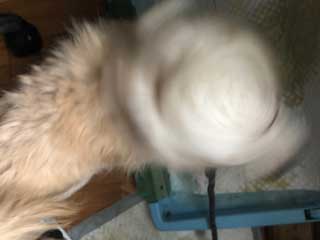 愛犬ロングコートチワワのくぅー☆ちゃん☆