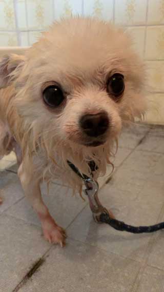 愛犬ロングコートチワワのくぅー☆ちゃん☆