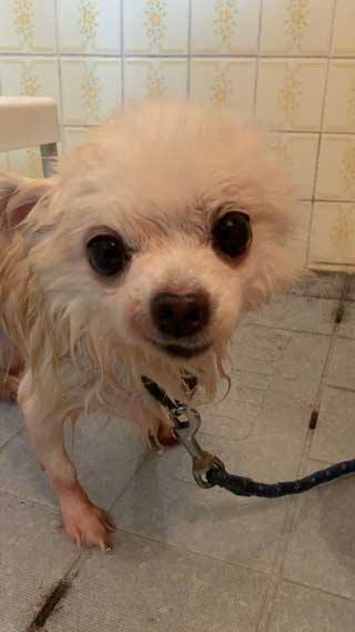 愛犬ロングコートチワワのくぅー☆ちゃん☆