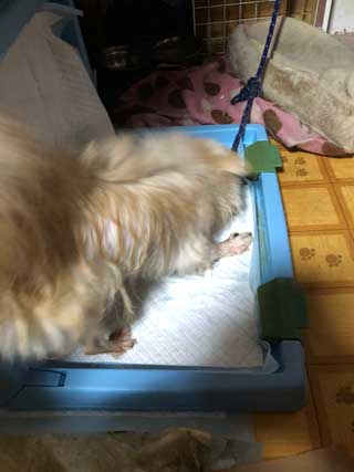 愛犬ロングコートチワワのくぅー☆ちゃん☆