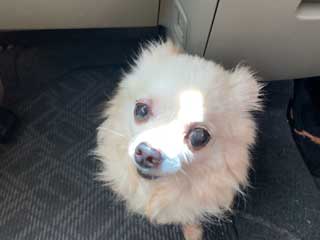 愛犬ロングコートチワワのくぅー☆ちゃん☆