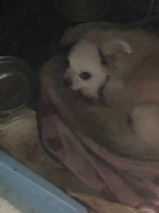 愛犬ロングコートチワワのくぅー☆ちゃん☆