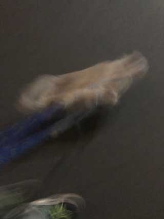 愛犬ロングコートチワワのくぅー☆ちゃん☆