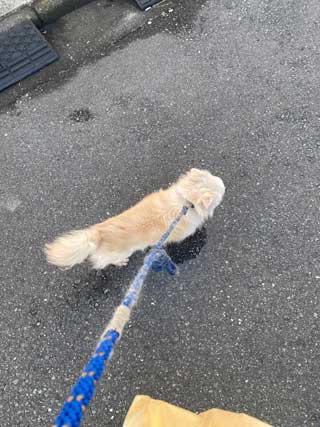 愛犬ロングコートチワワのくぅー☆ちゃん☆