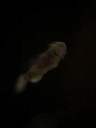 愛犬ロングコートチワワのくぅー☆ちゃん☆