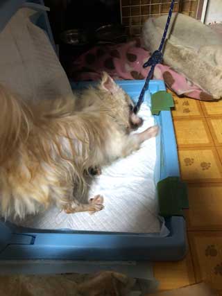 愛犬ロングコートチワワのくぅー☆ちゃん☆