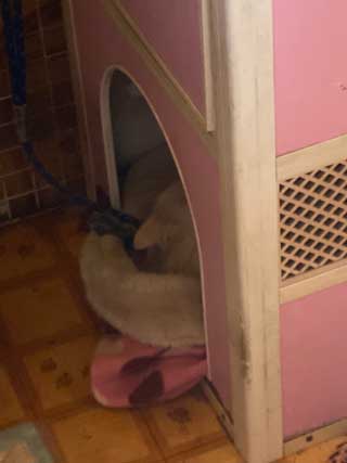 愛犬ロングコートチワワのくぅー☆ちゃん☆