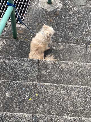 愛犬ロングコートチワワのくぅー☆ちゃん☆