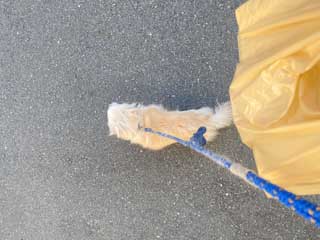 愛犬ロングコートチワワのくぅー☆ちゃん☆