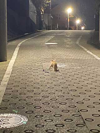 愛犬ロングコートチワワのくぅー☆ちゃん☆