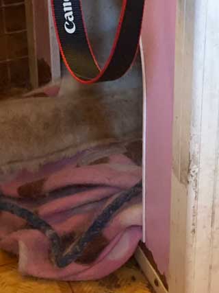 愛犬ロングコートチワワのくぅー☆ちゃん☆