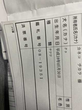 愛犬ロングコートチワワのくぅー☆ちゃん☆