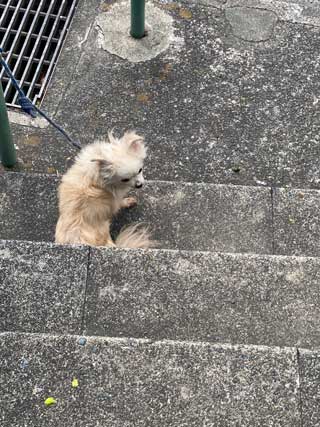 愛犬ロングコートチワワのくぅー☆ちゃん☆