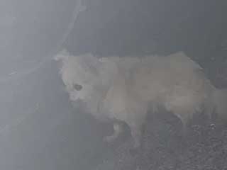 愛犬ロングコートチワワのくぅー☆ちゃん☆