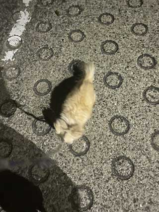 愛犬ロングコートチワワのくぅー☆ちゃん☆