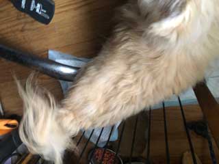 愛犬ロングコートチワワのくぅー☆ちゃん☆