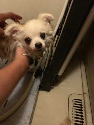 愛犬ロングコートチワワのくぅー☆ちゃん☆