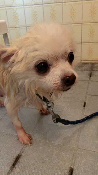 愛犬ロングコートチワワのくぅー☆ちゃん☆