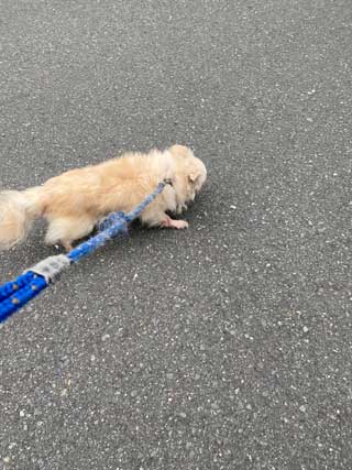 愛犬ロングコートチワワのくぅー☆ちゃん☆
