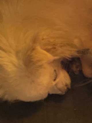 愛犬ロングコートチワワのくぅー☆ちゃん☆