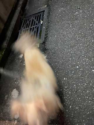 愛犬ロングコートチワワのくぅー☆ちゃん☆